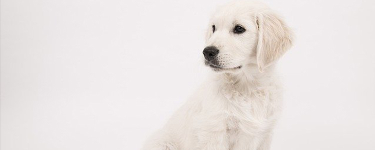 狗狗眼睛红血丝正常吗