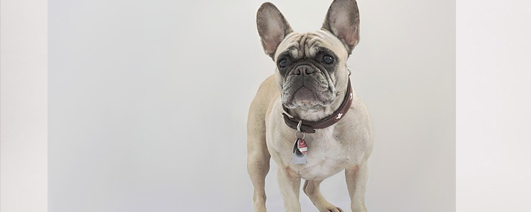 狗狗牙齿松动怎么处理