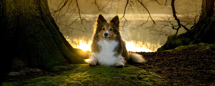 狗狗鼻子呼哧呼哧的像堵塞了一样