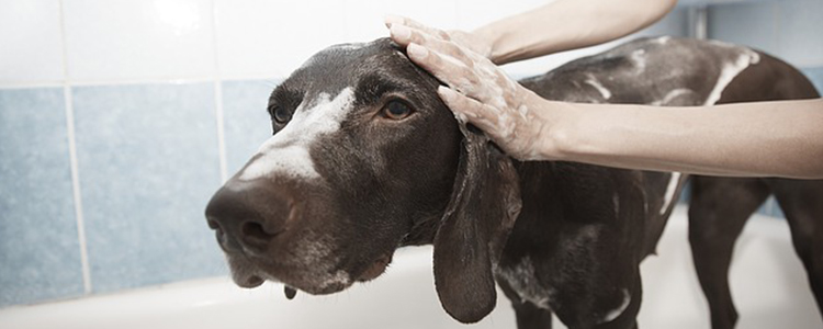 狗狗鼻子干不爱喝水怎么回事