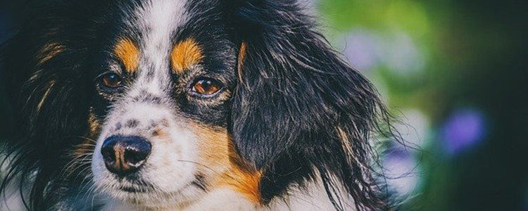 狗狗鼻子颜色变浅了正常吗