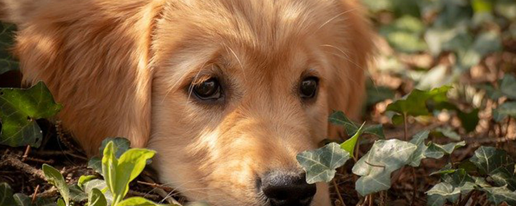 狗狗洗澡后可以打疫苗吗