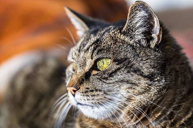 猫能吃猪肥肉么