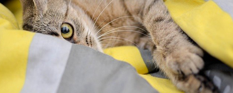 猫可以专门吃生瘦肉吗