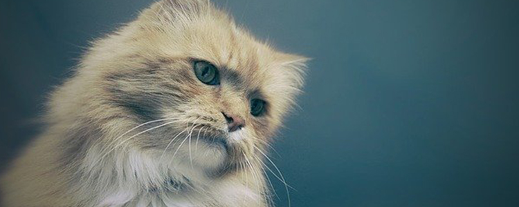 猫可以多吃肠子吗