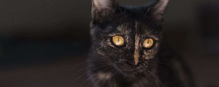 猫吃馒头能消化吗