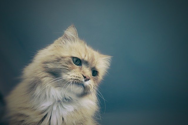 猫吃馒头能消化吗