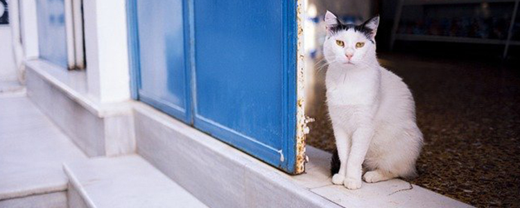 猫咪不吃东西精神状态很好