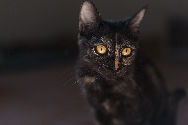 猫咪不吃东西精神状态很好