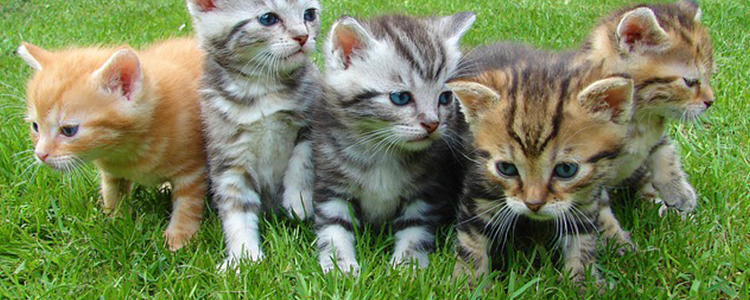 猫身上的蜱虫怎么弄掉