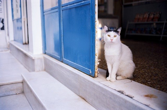 猫身上的蜱虫怎么弄掉