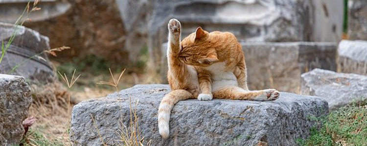 猫身上的跳蚤怎么清理掉