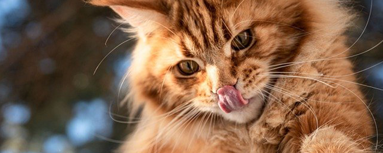 小猫为什么容易有泪痕