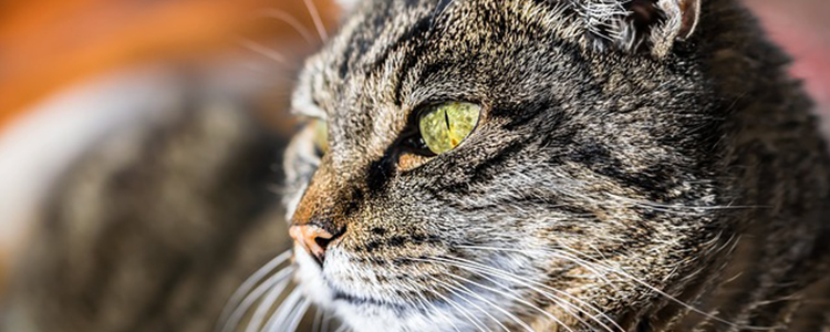 猫咪怎么预防猫癣