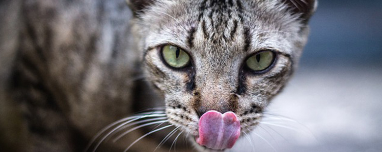 猫一天睡几小时正常