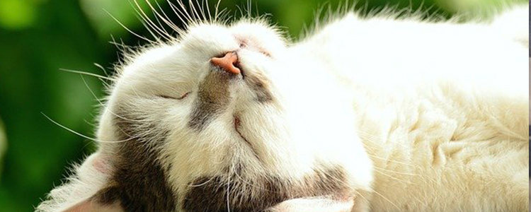 猫不做绝育还有别的办法吗