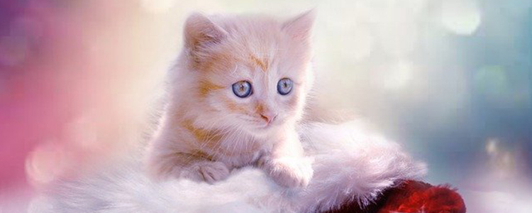 怎么判断猫猫是否感冒