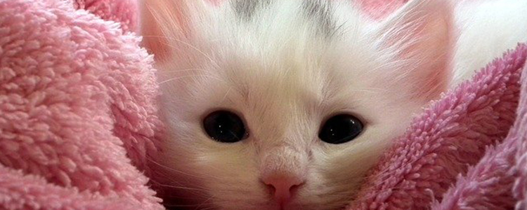 怎么判断小猫是否有正常排泄呢