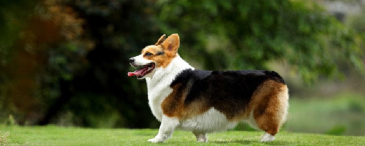 柯基的分类及特征