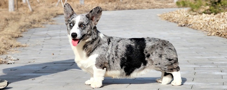 为什么养卡迪根柯基的人这么少