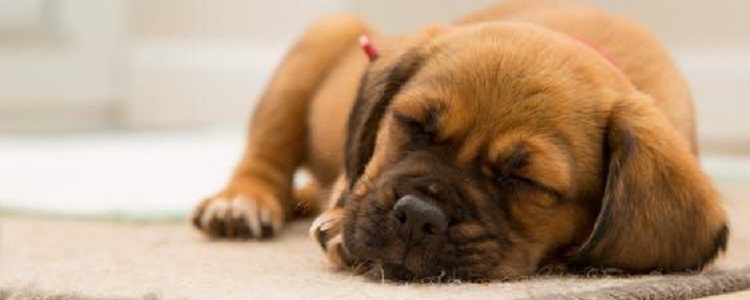 一个月的小狗流眼泪是怎么回事