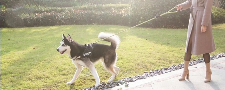 饭前还是饭后遛狗？