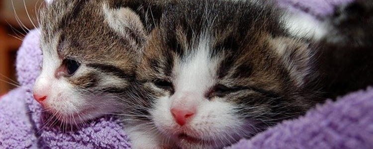 猫咪可以吃粥吗