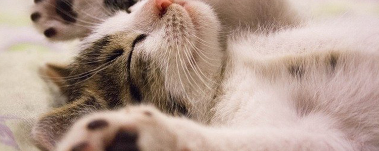 猫咪坐车吐舌头呼吸急促怎么办