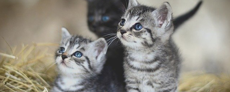 刚出生的小猫虚弱不喝奶怎么办