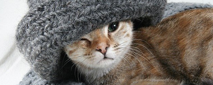 猫的脚烂了咋回事