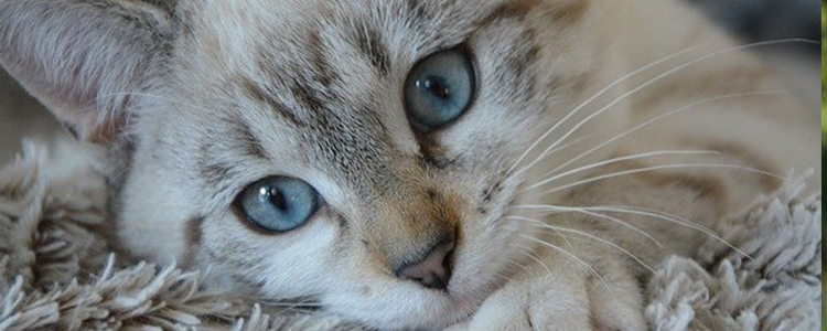 猫叫嗓子哑了怎么回事