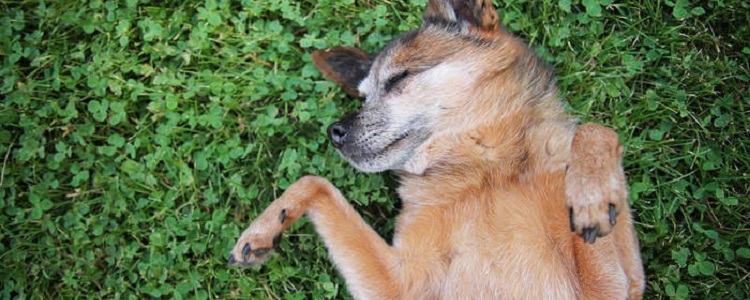 为什么狗喜欢在草地上打滚?