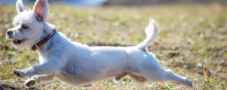 为什么狗和主人对同样的东西过敏?