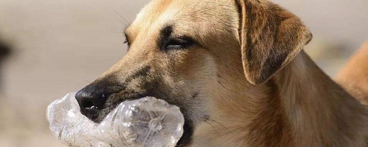 狗的营养膏猫可以吃吗