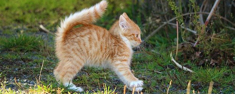 猫咪闹情绪的表现