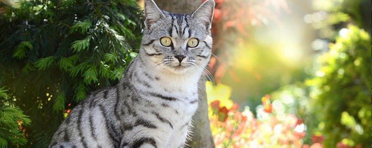 猫发出咕噜咕噜的声音是为什么