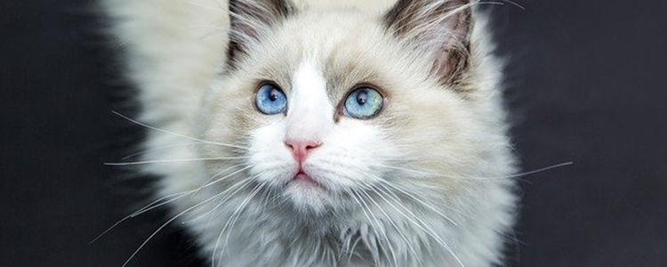 猫脚掌皮烂了是什么病