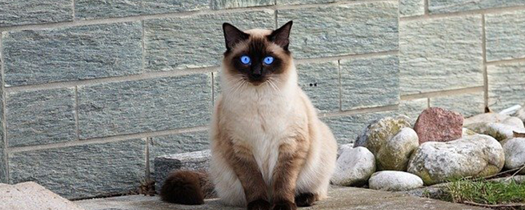 猫经常吃罐头有什么影响