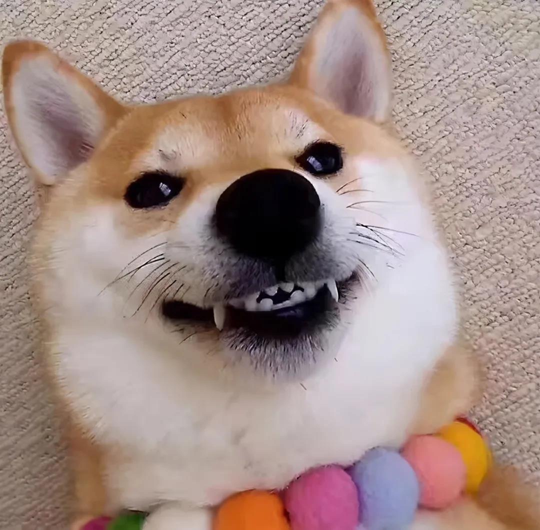 狗狗会笑吗？原来事实是这样的！