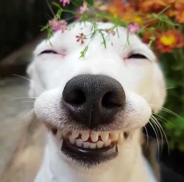 狗露牙笑的表情包图片