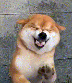 狗狗会笑吗?原来事实是这样的!