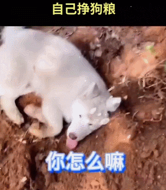 捧在手心里的狗，每天都想趁机杀死我！