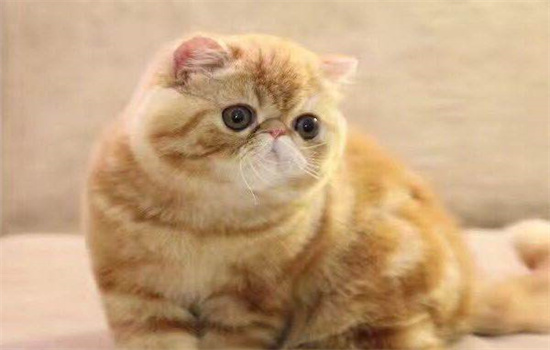 加菲猫为什么总是流眼泪