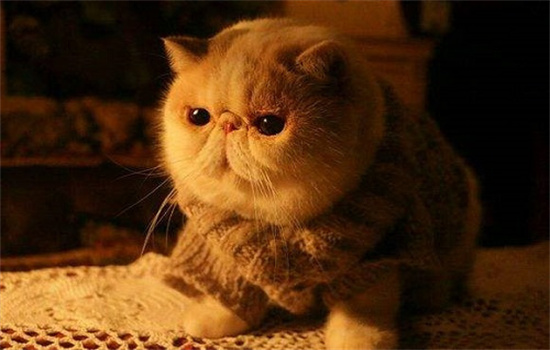 加菲猫眼睛睁不开是怎么回事