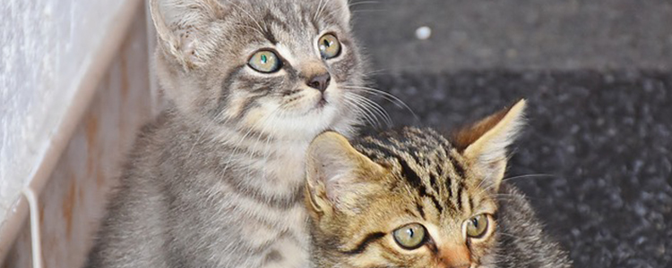 宠物猫能吃地瓜吗