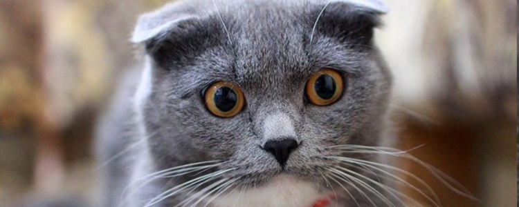 猫咪感觉热有哪些表现