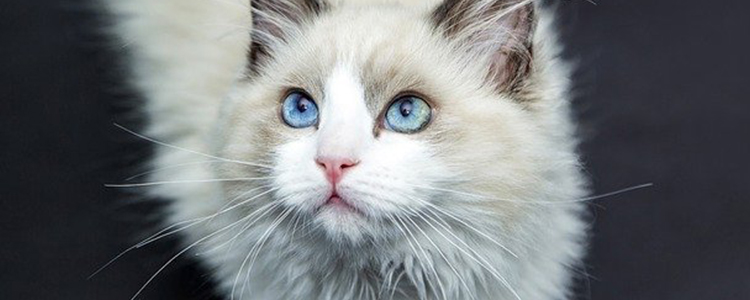 为什么猫绝育之后会很臭