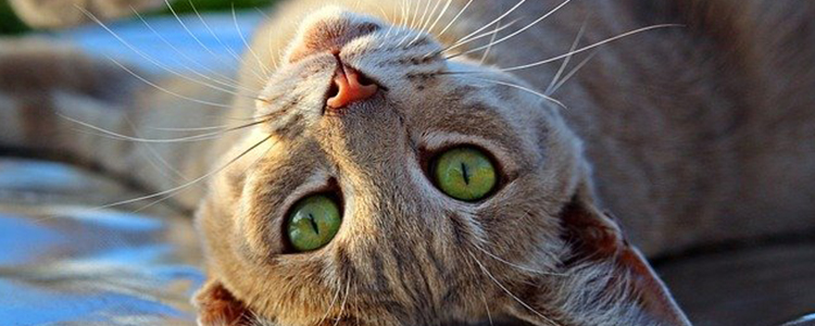 宠物猫可以吃胡萝卜吗