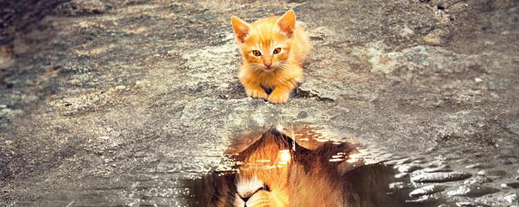 猫尾巴秃了怎么回事