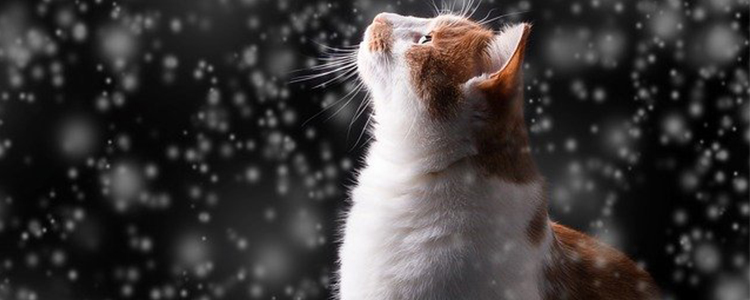 大猫到新环境多久才能适应?